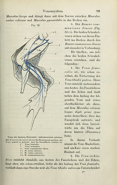 File:Die Anatomie des Frosches (Page 99) BHL33481716.jpg