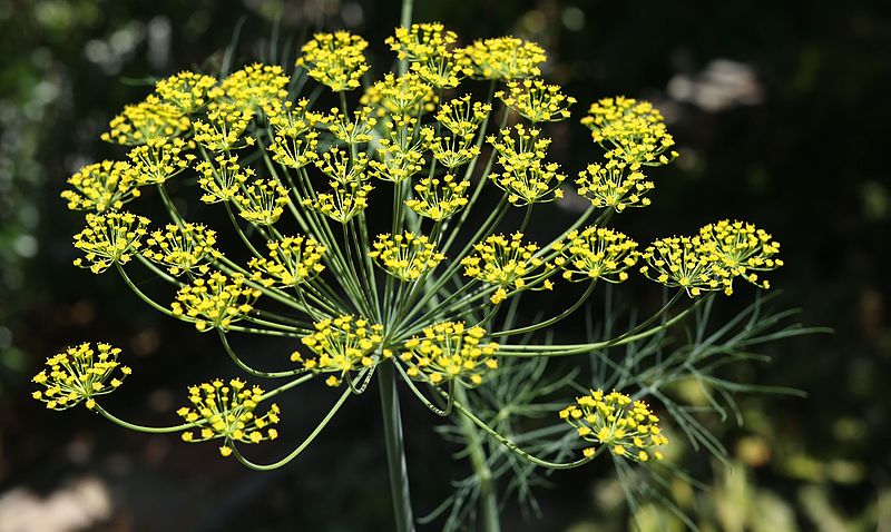 File:Dill (Anethum graveolens).jpg