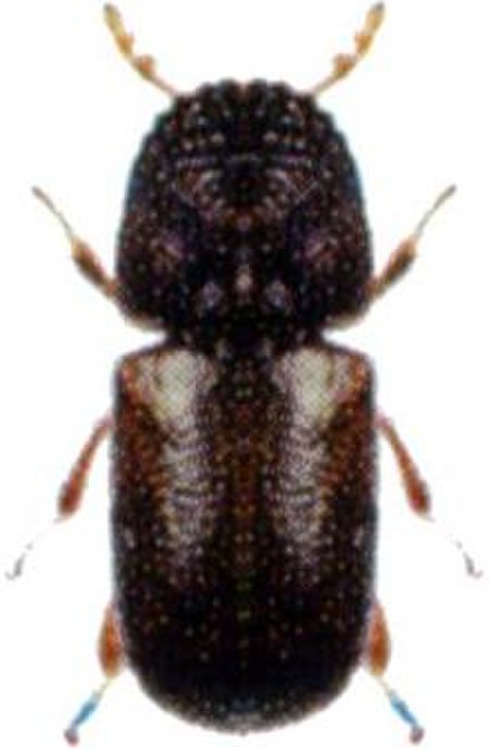 Dinoderus minutus