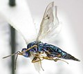 Dinotiscus eupterus, США