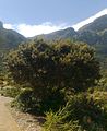 Diopsyros whyteana bush - Table Mountain - SA3.jpg