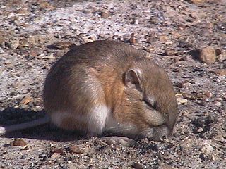 Chisel-toothed kangaroo rat species of mammal