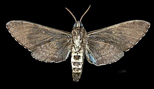 Dolbina inexacta MHNT CUT 2010 0 267 Chiang Mai Thailand female ventral.jpg