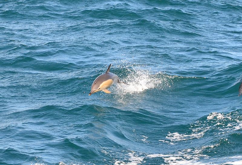 File:Dolphin (7187504860).jpg