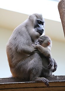 Буровая установка Mandrillus leucophaeus Junges Tierpark Hellabrunn-7.jpg