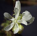 Drosera dichrosepala flora