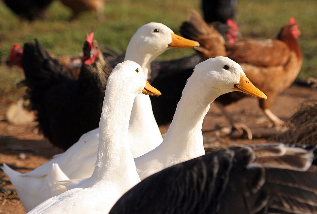 File:Ducks and poultry.jpg