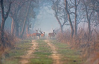 <span class="mw-page-title-main">Dudhwa National Park</span> National park in Uttar Pradesh, India