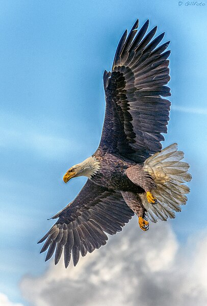 File:Eagle in flight above ( Too much color? ) (29823183950).jpg