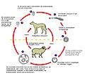 Miniatuur voor Bestand:Echinococcus Life Cycle Dutch.jpg