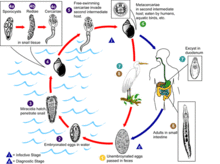 An illustrated life cycle of the Echinostoma parasite, beginning with the emergence of unembryonated eggs from an infected person, and ending with mature adults in a host. See adjacent text.