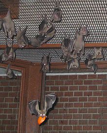 Egyptian fruit bats.jpg
