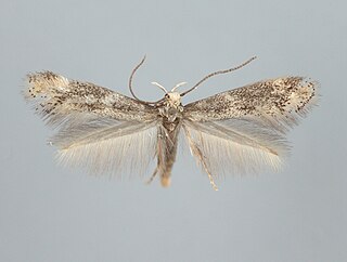 <i>Elachista canapennella</i> Species of moth