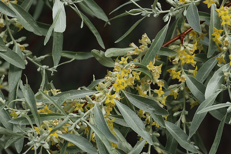 Лох растение. Лох узколистный Ангустифолия. Elaeagnus angustifolia ствол. Узколистный фараон. Лох серебристый Дикая олива.