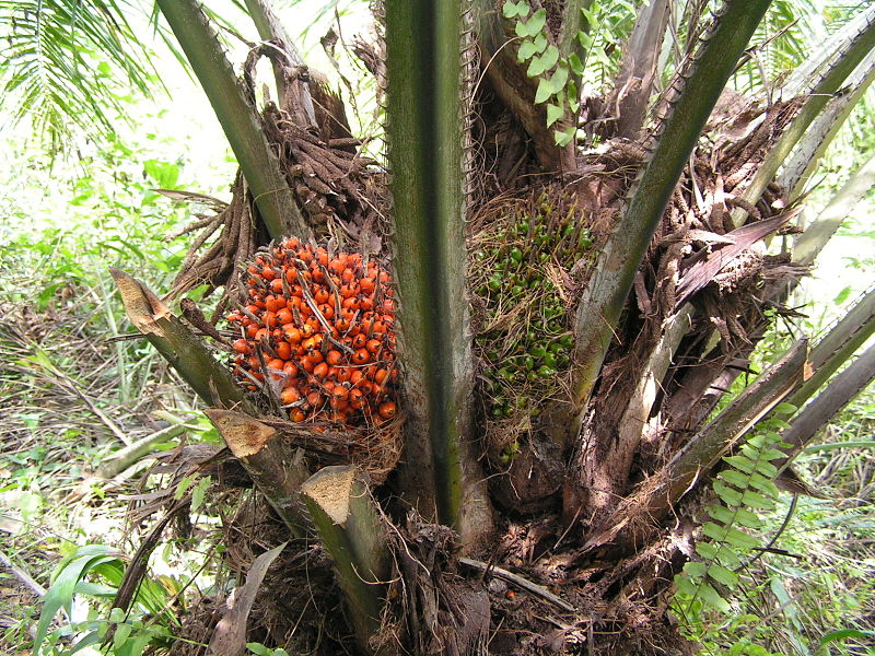 File:Elaeis guineensis fruits on tree.jpg