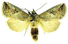 Elasmia packardii mužjak.JPG