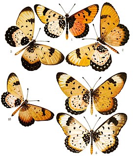 <i>Acraea pseudolycia</i> Species of butterfly