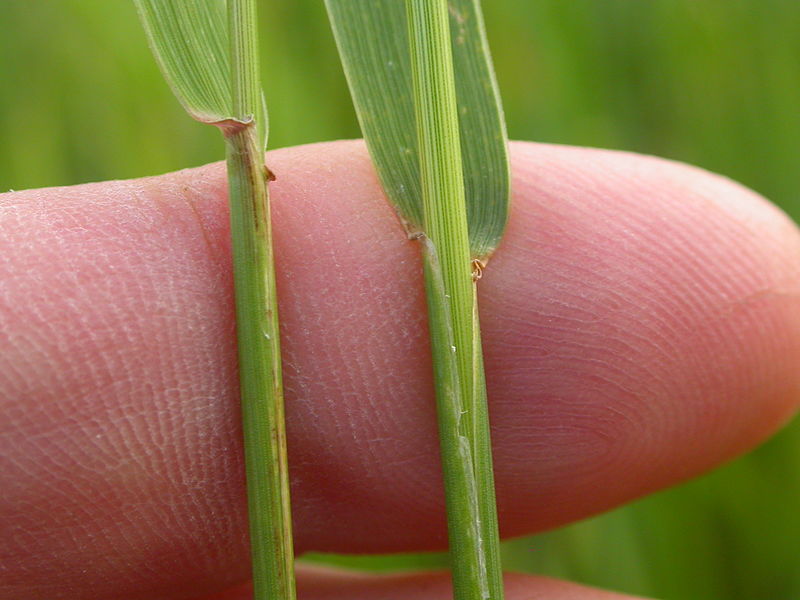 File:Elymus repens (3848756831).jpg