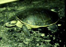 Emydura australis lateral.gif