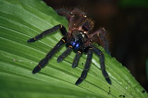 Beschrijving van de afbeelding Ephebopus cyanognathus.jpg.