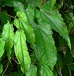 Epimedium pubescens 2.jpg