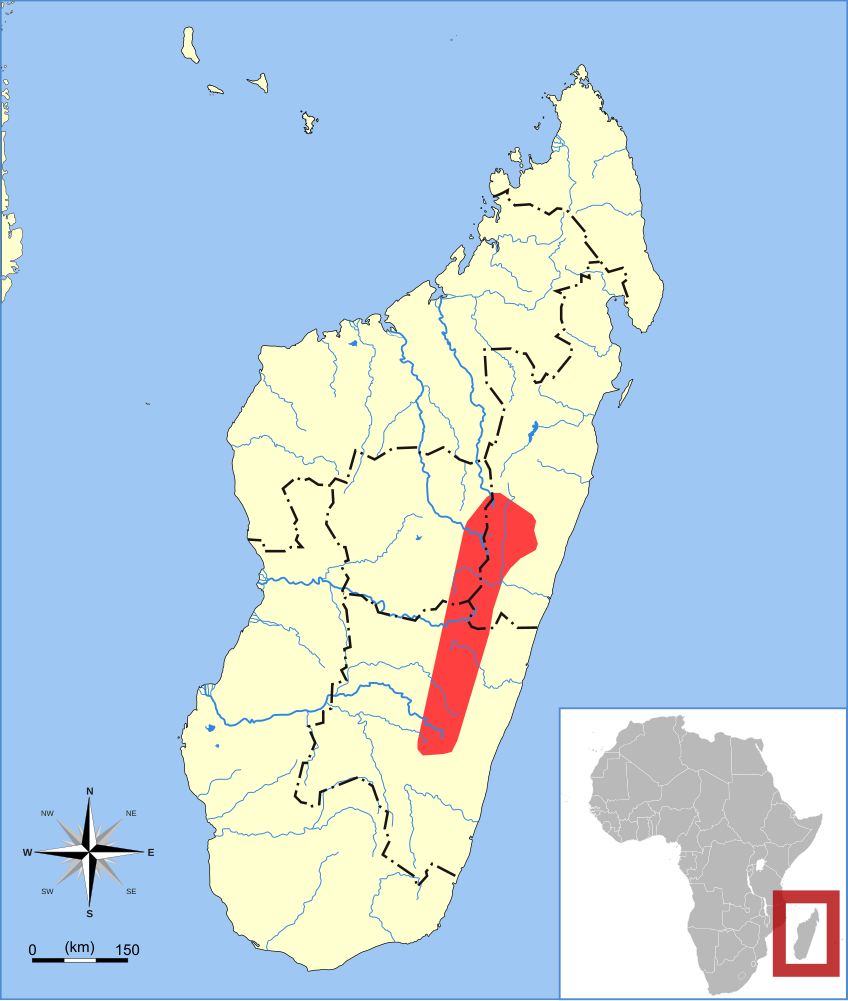 The average adult size of a Malagasy serotine is  (0' 4