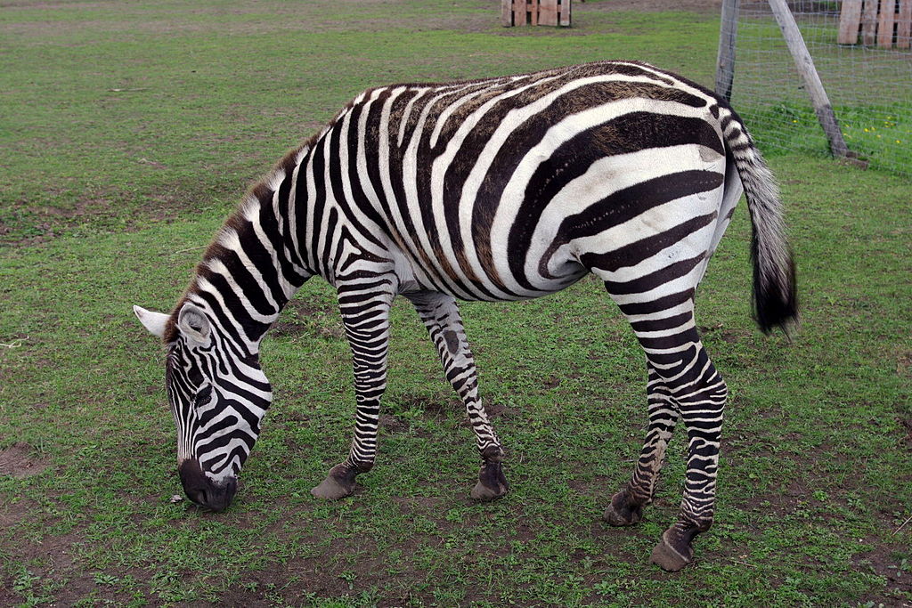 Zebra bezgrzywa w Zoo Safari Borysew