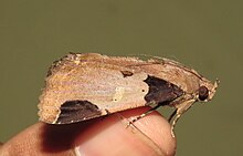 Ercheia cyllaria 13.jpg