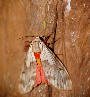 <i>Teracotona rhodophaea</i> Species of moth
