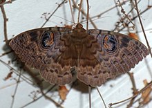 Erebus macrops Erebus macrops, bosy, Pretoria, a.jpg