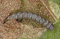 Larva