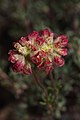 Eriogonum thymoides