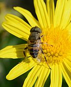 Eristalinus taeniops (Syrphidae)