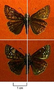 Erynnis afranius.jpg