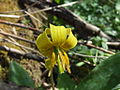 Érythrone d'Amérique (Erythronium americanum)