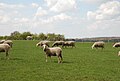 Béliers de la race ovine de l'Est à laine mérinos.