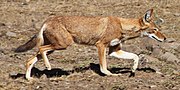 Thumbnail for File:Ethiopian wolf side view.jpg