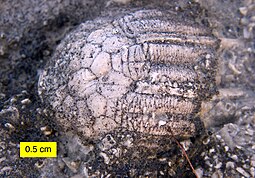 Fossilized calyx of the Silurian-Middle Devonian crinoid ("sea lily") Eucalyptocrinites EucalyptocrinitesCalyx.jpg