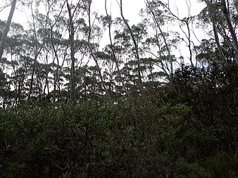 habit on Barren Mountain Eucalyptus approximans habit.jpg