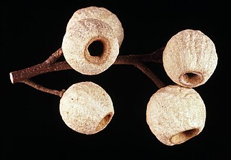 fruit Eucalyptus buprestium fruit.jpg