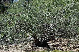 <i>Eucalyptus deuaensis</i> Species of eucalyptus