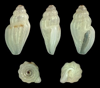 <i>Eucithara capillata</i> Species of gastropod