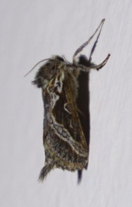 Eudalaca orthocosma