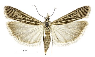 <i>Eudonia atmogramma</i> Species of moth