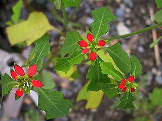 <i>Euphorbia cyathophora</i> Species of flowering plant