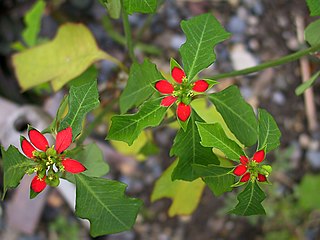 <i>Euphorbia cyathophora</i> species of plant