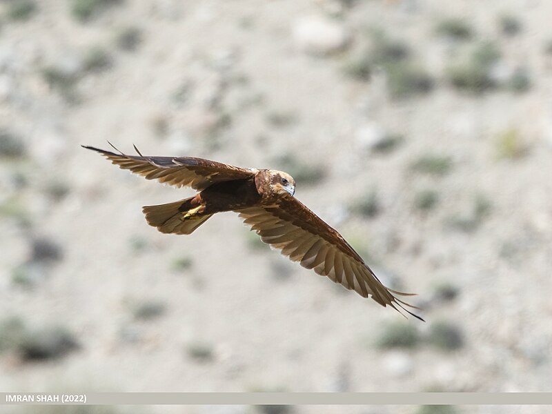 File:Eurasian Marsh Harrier (Circus aeruginosus) (53604152629).jpg