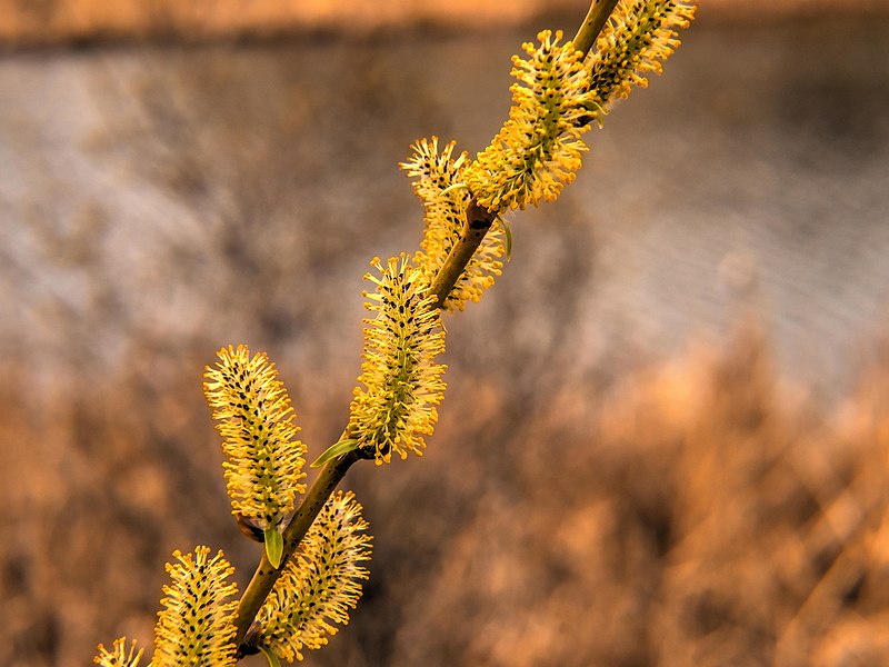 File:Everything is Blooming! (14262684154).jpg