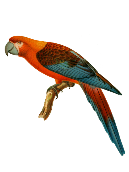 File:Extinctbirds1907 P10 Ara tricolor0301 1.png