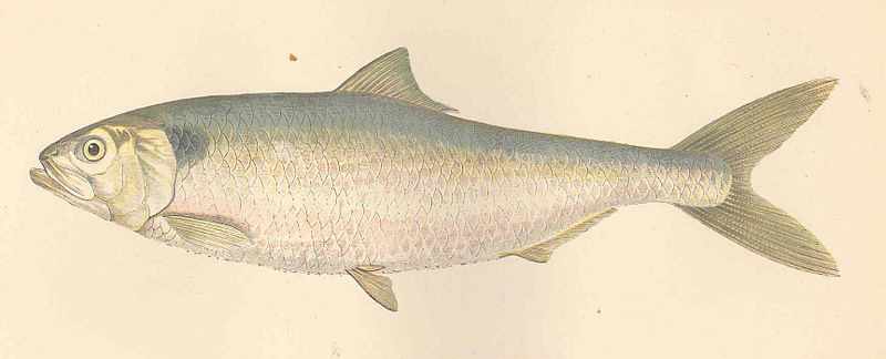 File:FMIB 46318 Allis Shad.jpeg